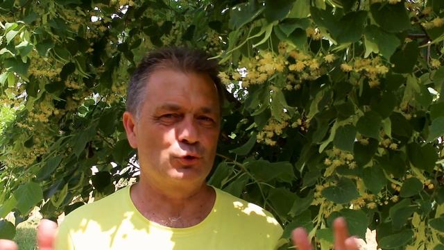 Φλαμουριά: Ευεργετικές ιδιότητες, παρενέργειες και τρόποι χρήσης!!