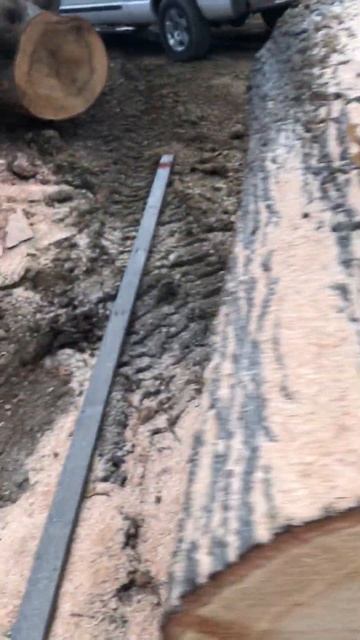 I got a nice straight cut going on the huge red oak log. смотреть онлайн