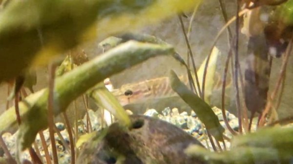 щука в аквариуме, АКУЛёНОК