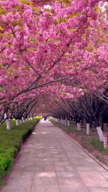 Nature best moments and amazing #shorts #nature #naturelovers #wildlife #beautyofnature #viral смотреть онлайн