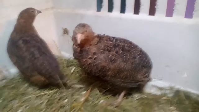 Пара перепёлок смотреть онлайн