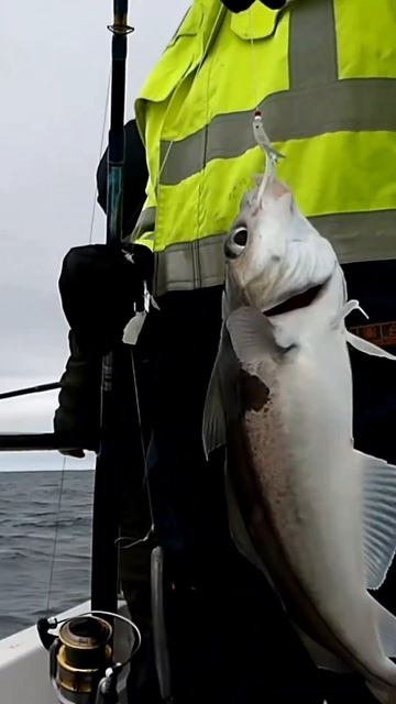 Fishing for North Sea Haddock Scotland смотреть онлайн