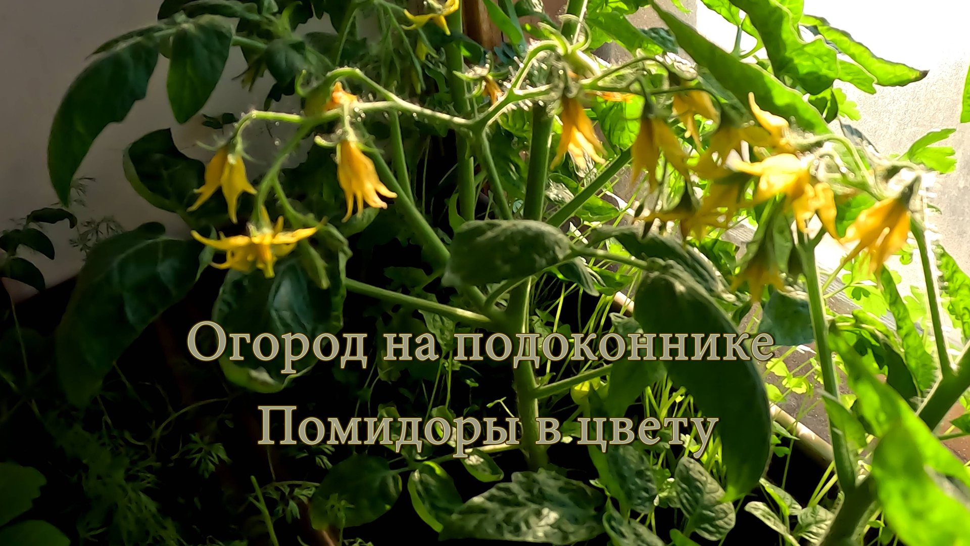 Огород на подоконнике. Помидоры в цвету. смотреть онлайн