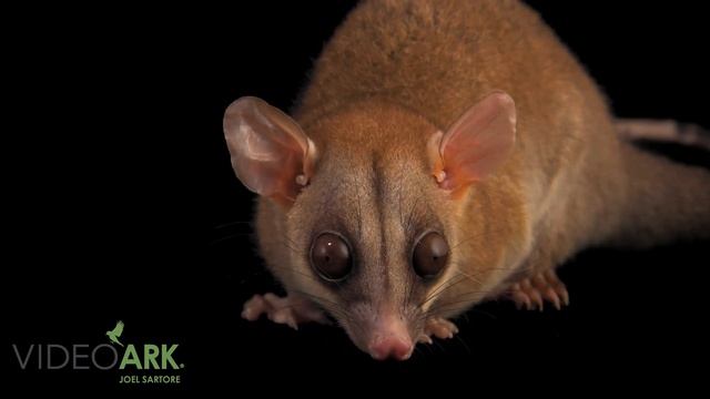 A bare-tailed woolly opossum (Caluromys philander) named Valentine at Shell Factory Nature Park смотреть онлайн