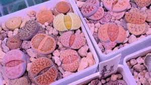 Литопсы из семян. Мои ошибки в выращивании суккулентов из семян