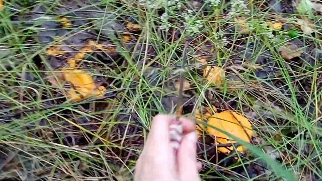 вот такие полянки смотреть онлайн