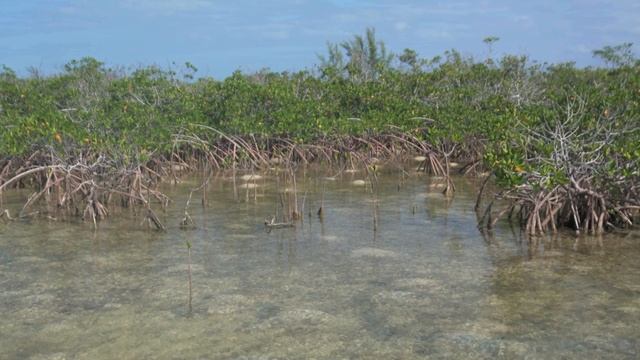 MangroveFlats1.mov смотреть онлайн