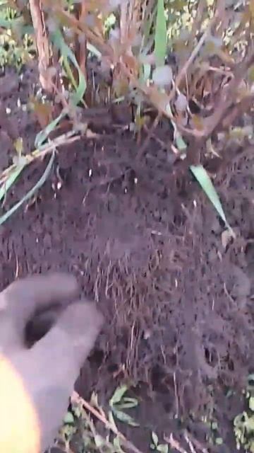 Размножение пузыреплодника #пузыреплодник #размножение #черенкование #садоводство #дача