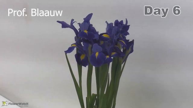 Time Lapse Iris Prof Blaauw смотреть онлайн