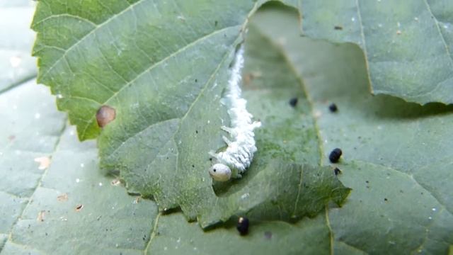Larva di Imenottero che mangia una foglia - White larva eats a leaf смотреть онлайн