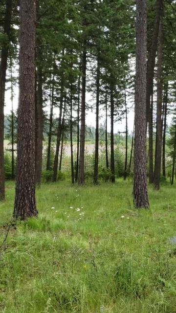 Coyote Pups 7/7/2020 смотреть онлайн