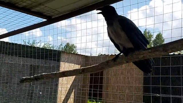 Максемчик и другие Воронки 20 07 20 г смотреть онлайн