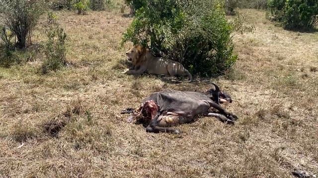 Удачная охота прайда.Два самца и самка завалили буйвола.Сафари в Масаи Мара.Африка.Кенния.Январь202 смотреть онлайн