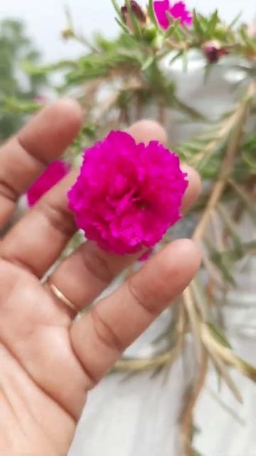 Colours of Portulaca in My Rooftop Garden #shorts #flowers #gardening #9'OClock #summerflowers смотреть онлайн