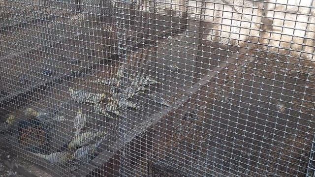Кареллы и другие попугаи снова с подкормкой. смотреть онлайн