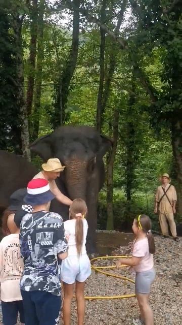 Претти купает гостей. Счастливы все и слоны и посетители 🤣. #travel смотреть онлайн