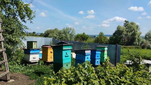 Роевая горячка, роение пчел. Пчеловодства 2022 год. смотреть онлайн