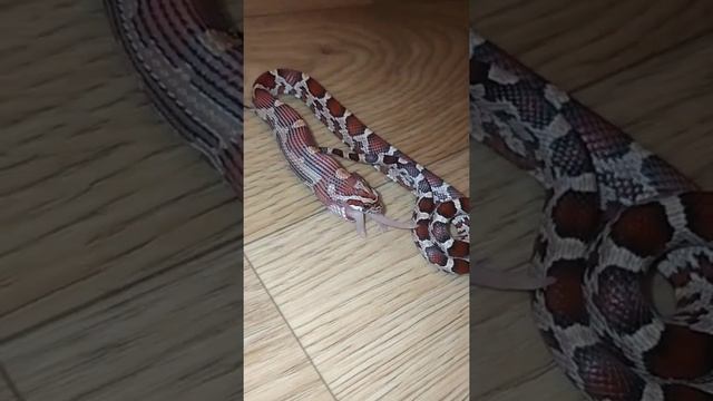 маисовый полоз трапезничает смотреть онлайн