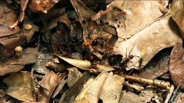 Formigas-de-correição ou Taocas смотреть онлайн