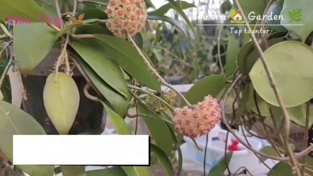 Halaman Hoya Hoya Mindorensis ' Red ' , Hoya Mindorensis 'Yellow' & Hoya Verticillata Var Citrina.