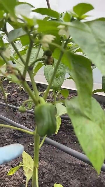 Что такое коронный цветок для перца? смотреть онлайн