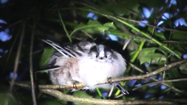 Long-tailed Tit roost Hembury Woods, Devon UK January and February 2013 смотреть онлайн
