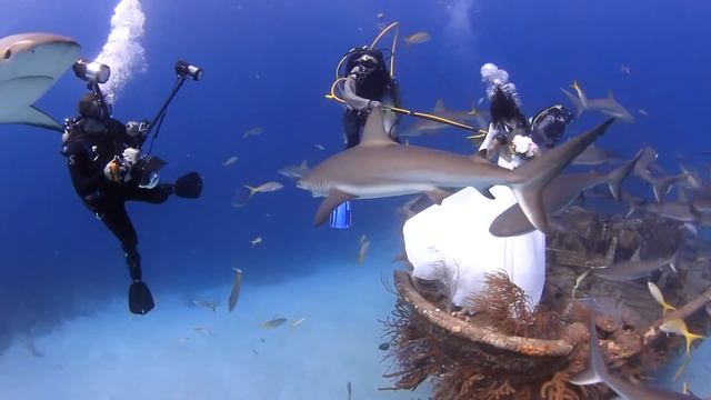 Sharks with a Model in Wedding Dress смотреть онлайн