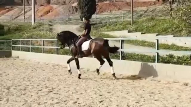 #1315 Piaffe Passage