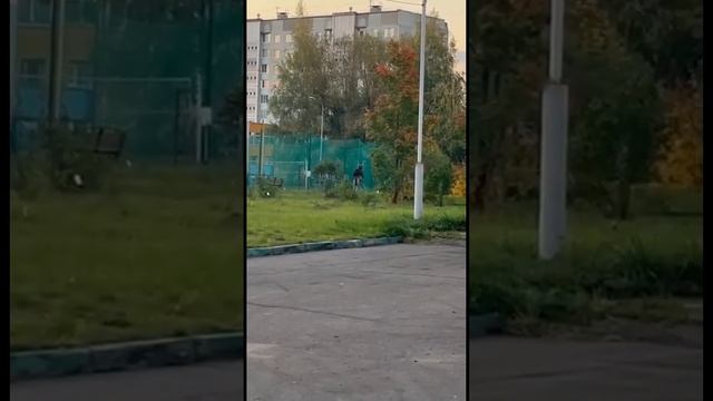 В Удомле по городу гуляет лось смотреть онлайн