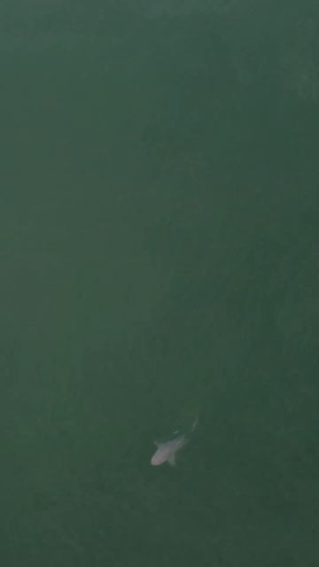 Hide and seek shark смотреть онлайн