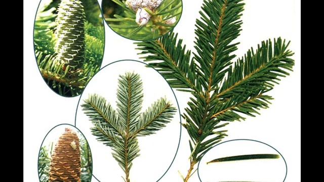 Фильм Пихта