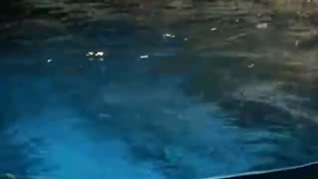 Малыш морского льва засыпает смотреть онлайн