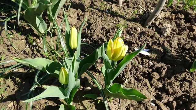 Тюльпан / Tulipa