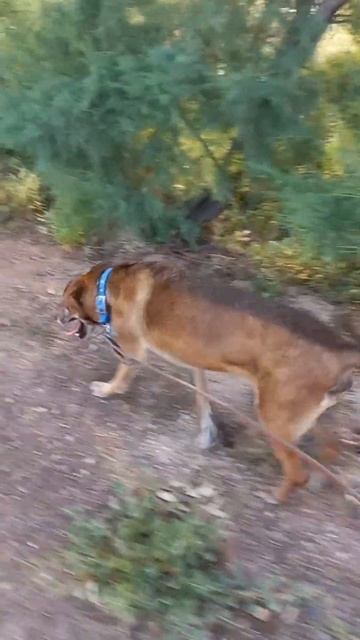 Can Dogs Eat This? #shorts #dogfood #healthydog смотреть онлайн