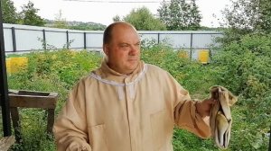 Ликвидация отрутневшей пчелиной семьи.