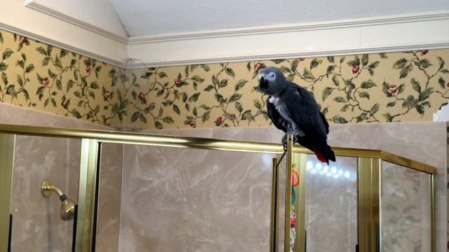 Einstein Parrot FB Live Replay 12/5/23 смотреть онлайн