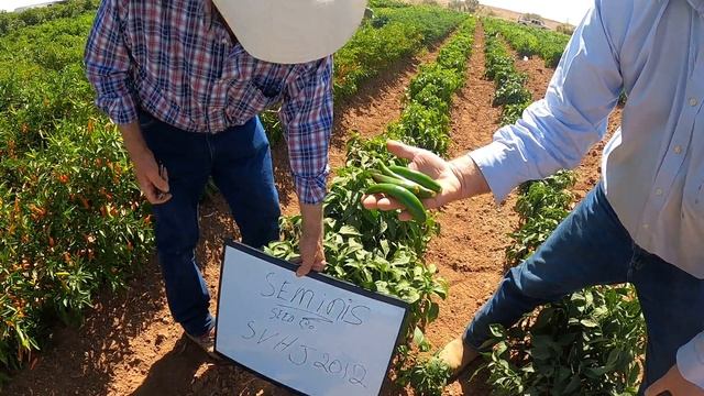 Seminis SVHJ2012 смотреть онлайн