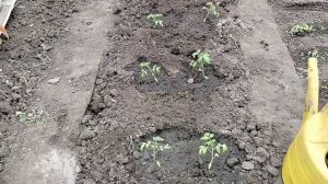 В апреле высаживаю рассаду помидоров и перца сладкого в теплицу  простым способом