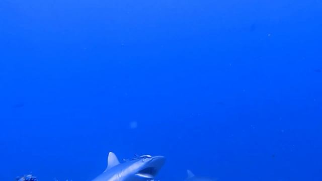 Yasawa Reef Sharks