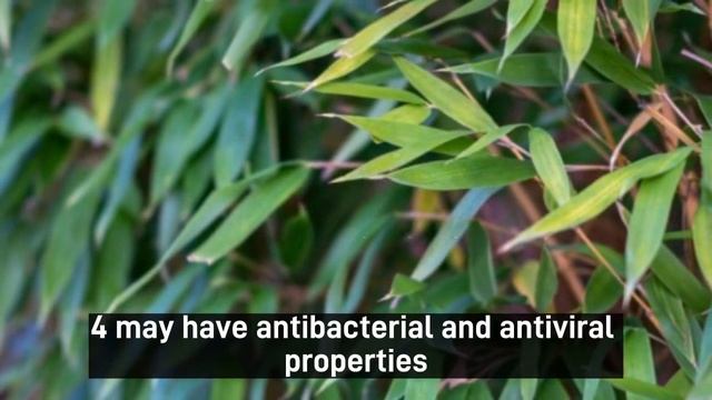 Discover the Incredible Health Benefits of Bamboo Leaves - The Ultimate Natural Remedy смотреть онлайн