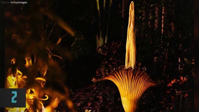 All about World's largest flower in 60 seconds смотреть онлайн