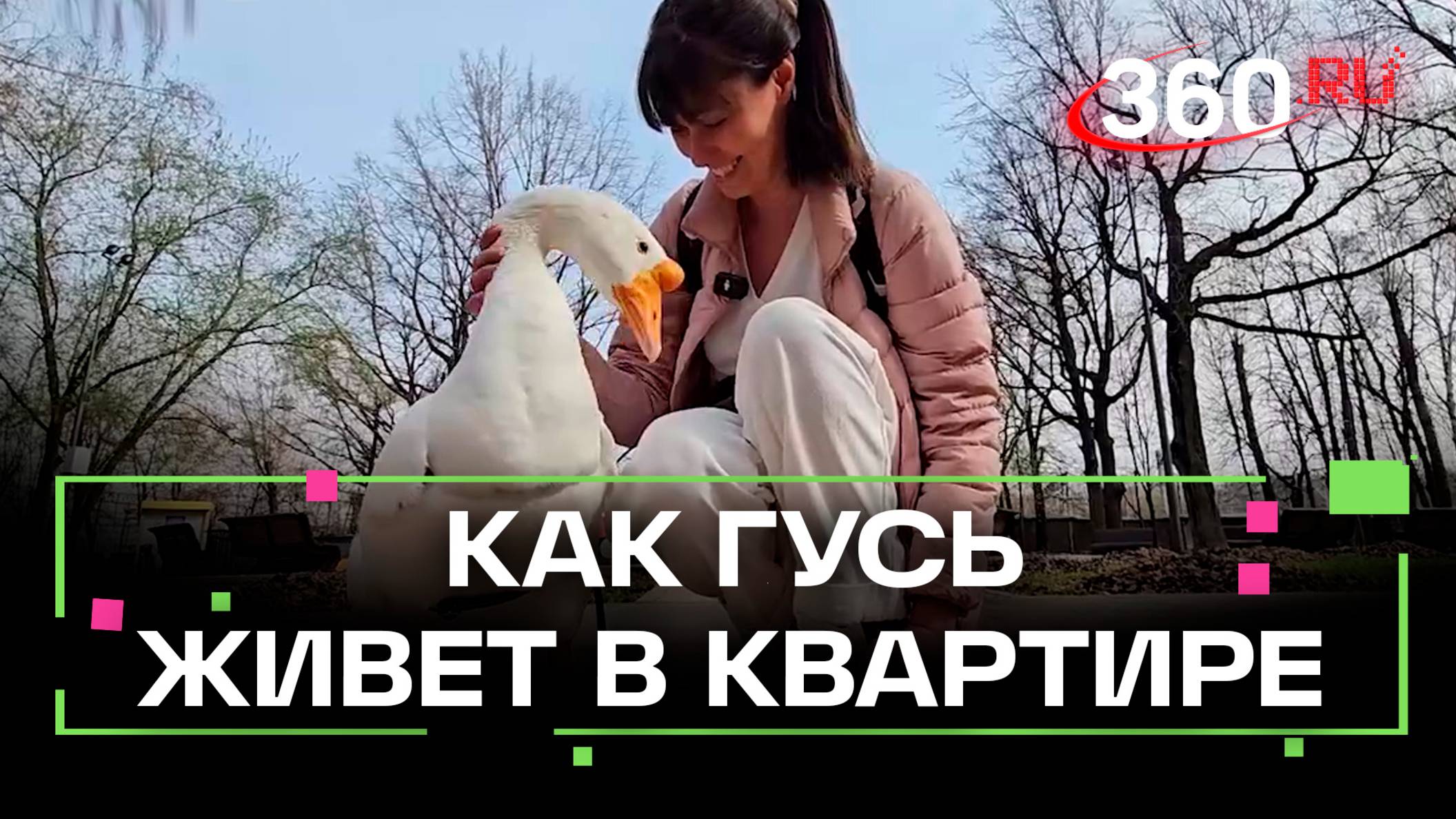 Гусь Вася живет в московской квартире: история питомца смотреть онлайн