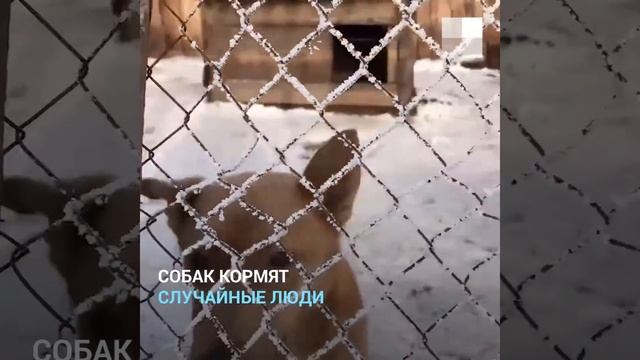 Красноярский край: волонтеры нашли 60 собак в заброшенном приюте смотреть онлайн