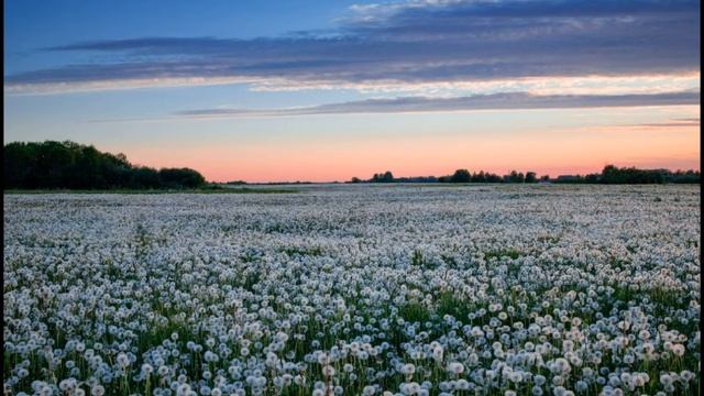 Медитации на стихии Поле одуванчиков