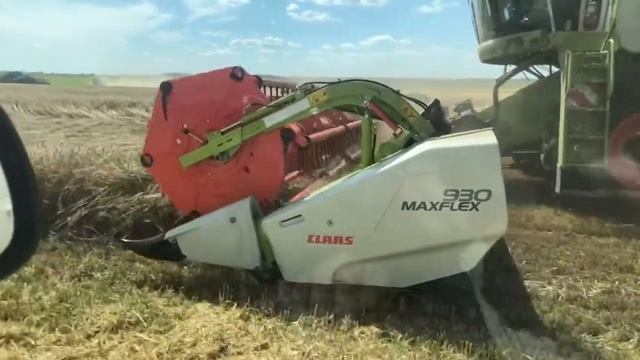 CLAAS TUCANO 580 Уборка пшеницы в Брянской области 2020 смотреть онлайн