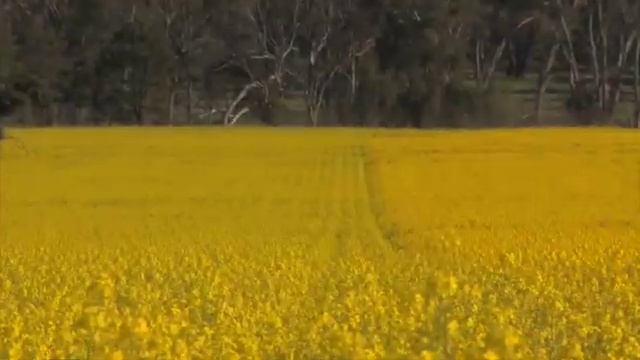 New Canola Hybrid With Roundup Ready® Technology A Good Fit On Teesdale Property