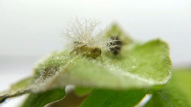 【茄十二星瓢蟲成長記錄】Henosepilachna Pusillanima (Mulsant, 1850)