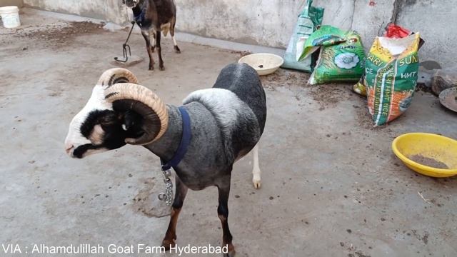 VILAYATI OR RAMPURI | KONSI BREED BEST HAI | KAISE PEHCHANE ? смотреть онлайн