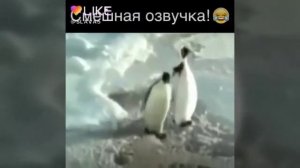 Самые популярные видео в лайк  + известные лайкеры