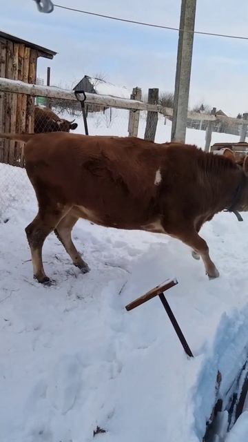 #деревня #дом #еда #животные #жизнь #любовь #миниферма #отдых #природа #счастье #корова смотреть онлайн